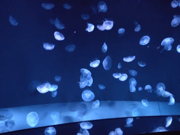 サンシャイン水族館に投稿された画像（2022/8/17）