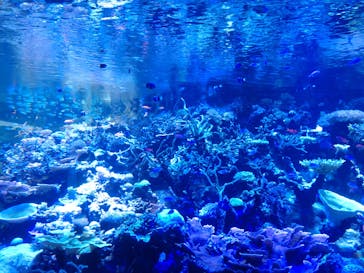 名古屋港水族館に投稿された画像（2022/8/17）