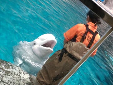 名古屋港水族館に投稿された画像（2022/8/17）