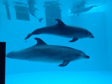 名古屋港水族館に投稿された画像（2022/8/17）