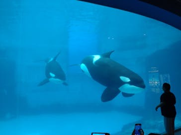 名古屋港水族館に投稿された画像（2022/8/17）
