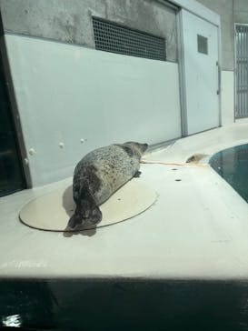 大分マリーンパレス水族館 「うみたまご」に投稿された画像（2022/8/17）