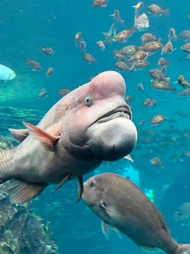 上越市立水族博物館 うみがたりに投稿された画像（2022/8/17）