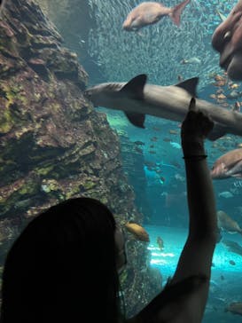 上越市立水族博物館 うみがたりに投稿された画像（2022/8/17）