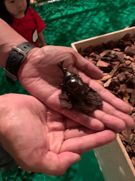 体感するファーブル昆虫展 NAGOYAに投稿された画像（2022/8/17）