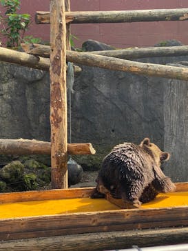 のぼりべつクマ牧場に投稿された画像（2022/8/17）