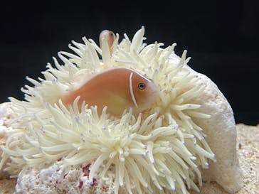 横浜開運水族館 フォーチュンアクアリウムに投稿された画像（2022/8/17）