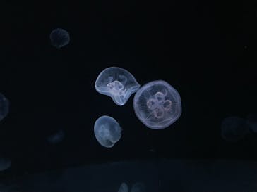 サンシャイン水族館に投稿された画像（2022/8/17）