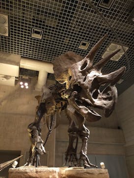 国立科学博物館に投稿された画像（2022/8/17）