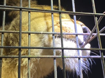 那須サファリパークに投稿された画像（2022/8/8）