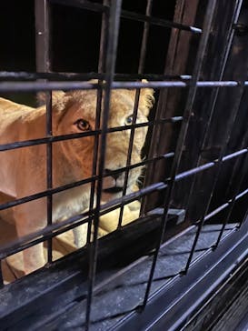 那須サファリパークに投稿された画像（2022/8/8）