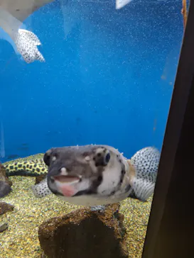 仙台うみの杜水族館に投稿された画像（2022/8/17）