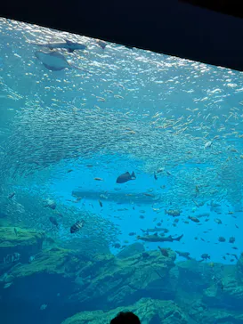 仙台うみの杜水族館に投稿された画像（2022/8/17）