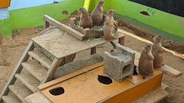 淡路ファームパーク イングランドの丘に投稿された画像（2022/8/17）