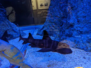 すみだ水族館に投稿された画像（2022/8/17）