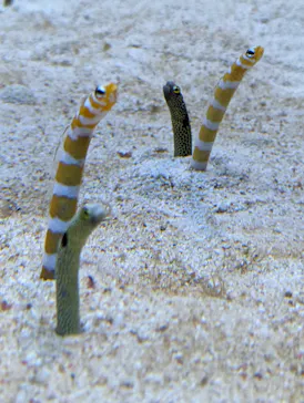 すみだ水族館に投稿された画像（2022/8/17）