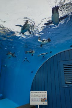 サンシャイン水族館に投稿された画像（2022/8/17）