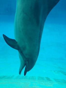 名古屋港水族館に投稿された画像（2022/8/17）