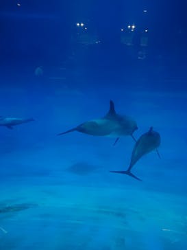 名古屋港水族館に投稿された画像（2022/8/17）