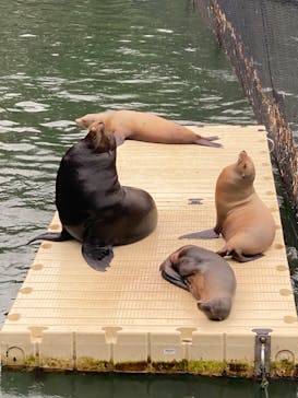 伊豆・三津シーパラダイスに投稿された画像（2022/8/17）