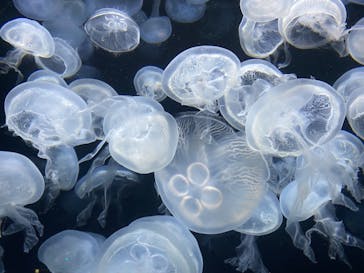 伊豆・三津シーパラダイスに投稿された画像（2022/8/17）