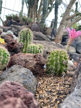 伊豆シャボテン動物公園に投稿された画像（2022/8/17）