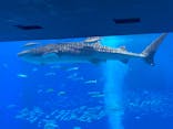 沖縄美ら海水族館に投稿された画像（2022/8/18）