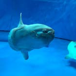 アクアワールド茨城県大洗水族館に投稿された画像（2022/8/18）