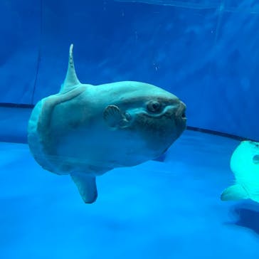 アクアワールド茨城県大洗水族館に投稿された画像（2022/8/17）