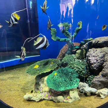 アクアワールド茨城県大洗水族館に投稿された画像（2022/8/17）