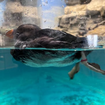 アクアワールド茨城県大洗水族館に投稿された画像（2022/8/17）