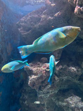沖縄美ら海水族館に投稿された画像（2022/8/17）