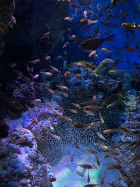 沖縄美ら海水族館に投稿された画像（2022/8/17）