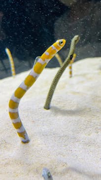 京都水族館に投稿された画像（2022/8/17）