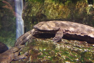 京都水族館に投稿された画像（2022/8/17）