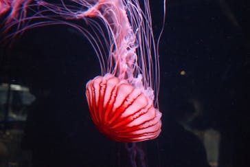 京都水族館に投稿された画像（2022/8/17）