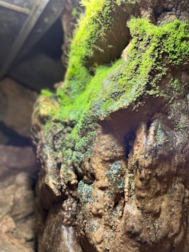 あぶくま洞に投稿された画像（2022/8/18）