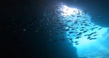 武藤潜水に投稿された画像（2022/8/18）