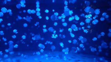 京都水族館に投稿された画像（2022/8/18）