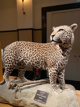 国立科学博物館に投稿された画像（2022/8/18）