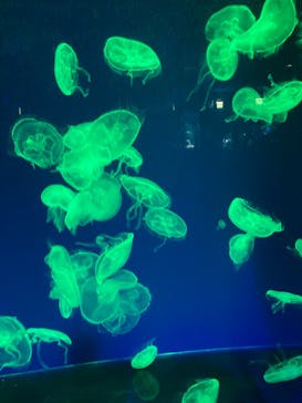 名古屋港水族館に投稿された画像（2022/8/18）