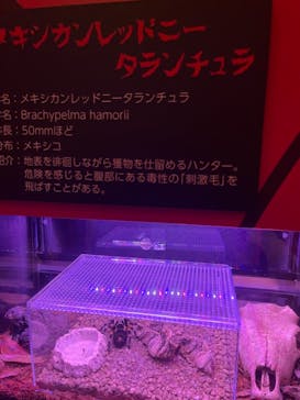 体感するファーブル昆虫展 NAGOYAに投稿された画像（2022/8/18）