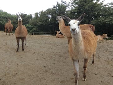 東北サファリパークに投稿された画像（2022/8/18）
