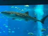 沖縄美ら海水族館に投稿された画像（2022/8/18）