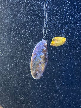 下田海中水族館に投稿された画像（2022/8/18）