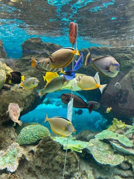 名古屋港水族館に投稿された画像（2022/8/18）