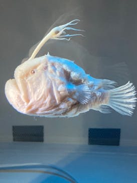 名古屋港水族館に投稿された画像（2022/8/18）