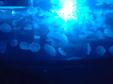 すみだ水族館に投稿された画像（2022/8/18）