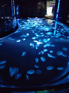 すみだ水族館に投稿された画像（2022/8/18）