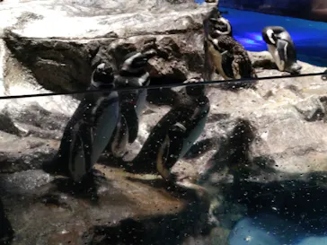 すみだ水族館に投稿された画像（2022/8/18）